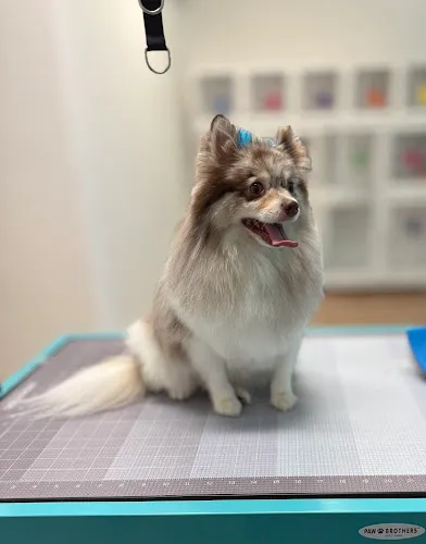Pawsome Cuts - Cat grooming in Ceres
