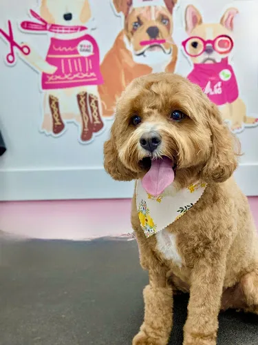 Woof Gang Bakery & Grooming Collection - Cat grooming in Cumming