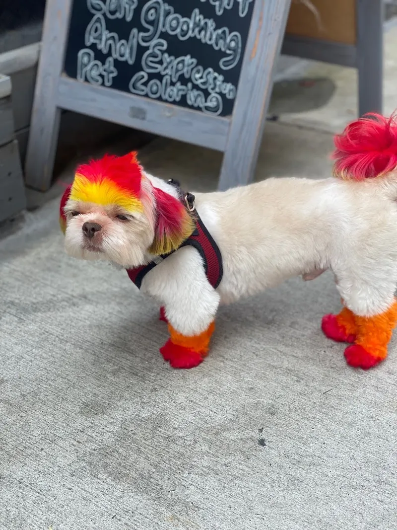 Flossy Pet Pawlor - Mobile cat grooming in Brooklyn, NY