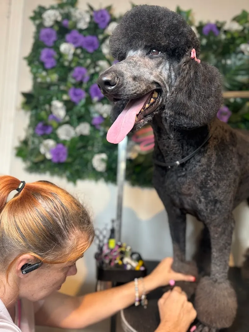 Rae's Groom Room - Mobile cat grooming in Houston, TX