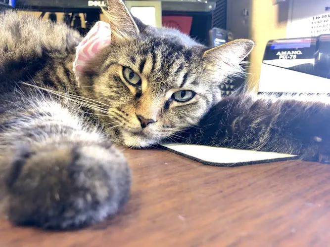 Little Wolfe's Pet Resort - Cat grooming in Winter Haven