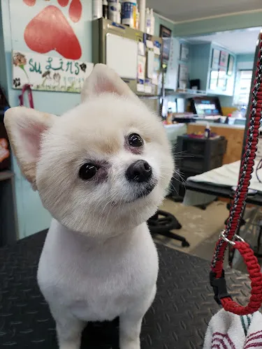 Su Lin Kennels - Cat grooming in Hilo