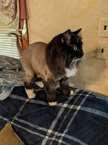 Pet-Agree Professional Pet Services - Cat grooming in Jasper