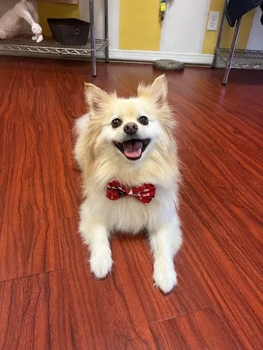 Wiggles Pet SPA - Cat grooming in Sherman Oaks