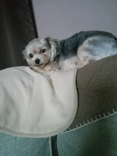 Brenda's Pet Grooming - Cat grooming in Rosedale