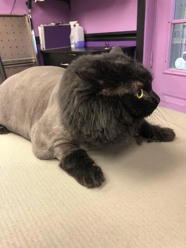Oley Valley Pet Salon - Professional cat grooming in Blandon, PA