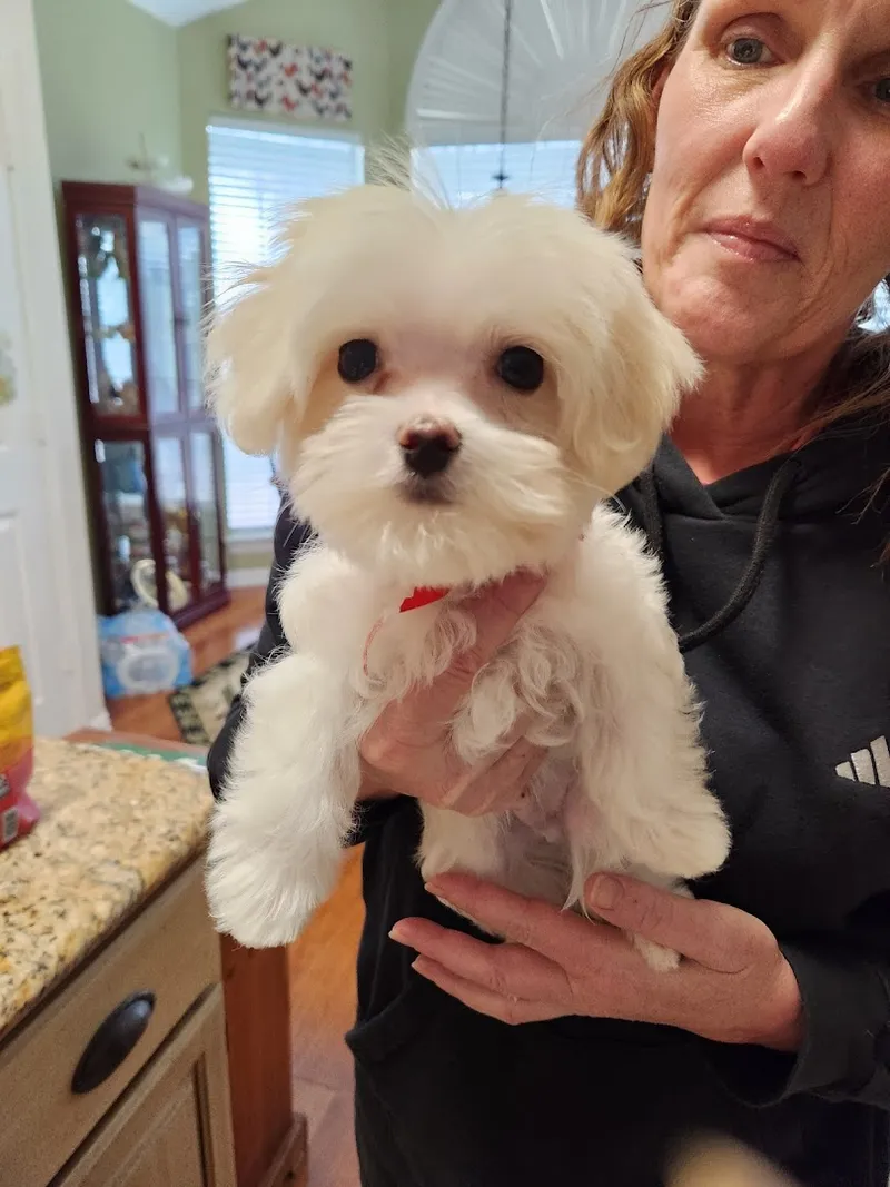 Hot Diggity Dog - Cat grooming in Rowlett
