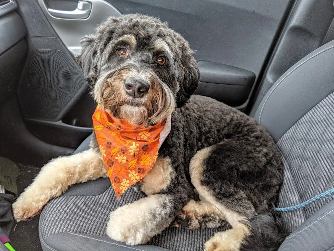 City Dogs Grooming - Cat grooming in Bellingham