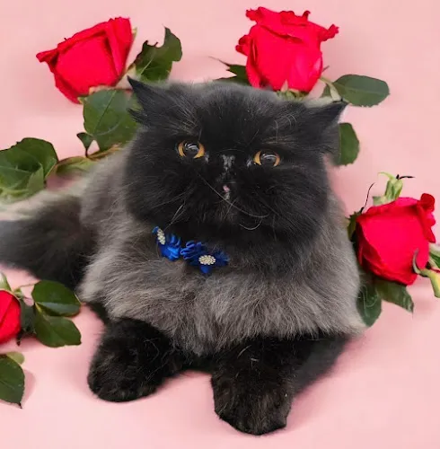 The Pampered Pet Dog & Cat Grooming Salon - Cat grooming in Paxton