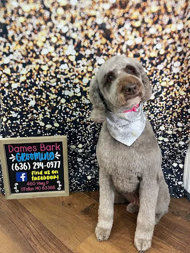 Dames Bark Grooming - Cat grooming in O'Fallon