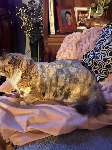 Pet Styles Grooming Salon - Professional cat grooming in Bartlett, TN