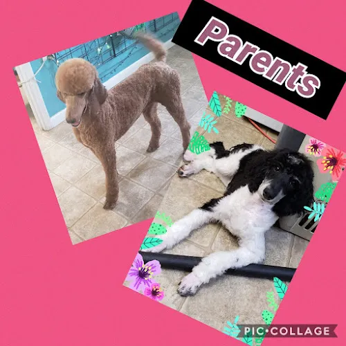 Doggie Styles Pet Grooming - Cat grooming in Elizabethtown