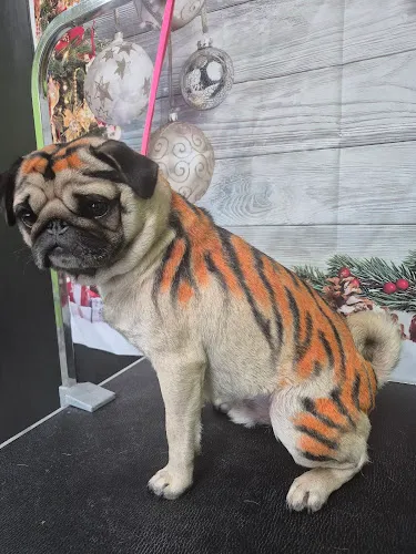 Olive's Pet Grooming - Cat grooming in Smithfield