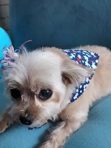 Healthy Paws Nutrition & Pet Spa - Cat grooming in League City