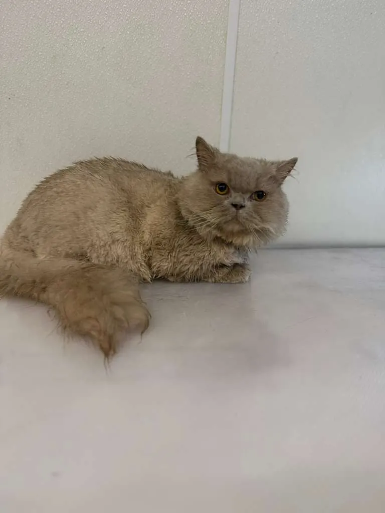 Monsieur Groomer - Mobile Pet Grooming Orange County - Cat grooming in Los Angeles