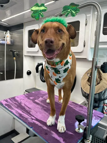 MOBILE DOG GROOMING | Rainbow Grooming | Highlands Ranch, CO - Cat grooming in Aurora