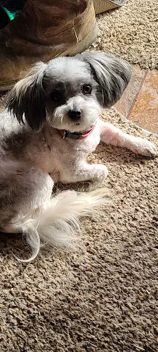 Country Paws Grooming - Professional cat grooming in Kenova, WV