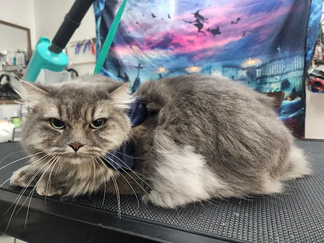 Paws Grooming - Cat grooming in Cary