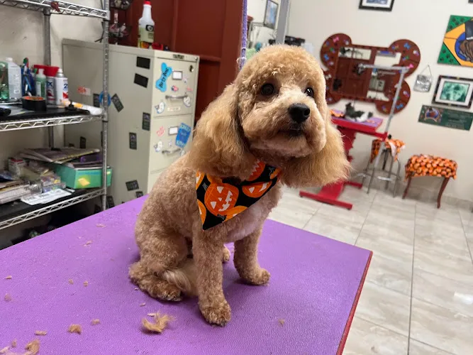 The Pet Club - Cat grooming in Miramar