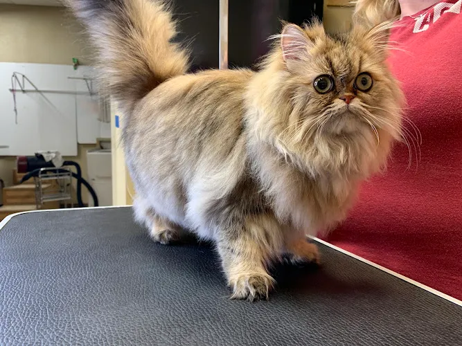 My Favorite Groomer LLC - Cat grooming in Fort Worth