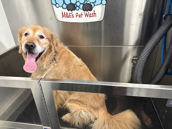 M&E’s Pet Wash - Professional cat grooming in St Johns, MI
