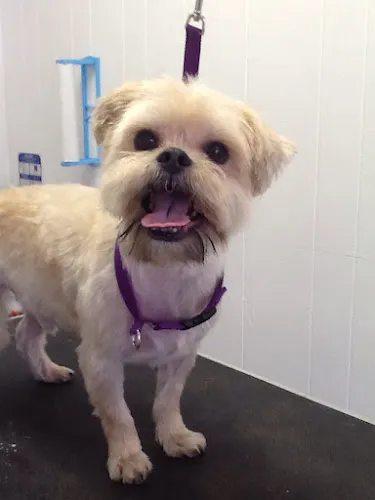 Village Groomer: Pet salon grooming service - Professional cat grooming in Fruitport, MI