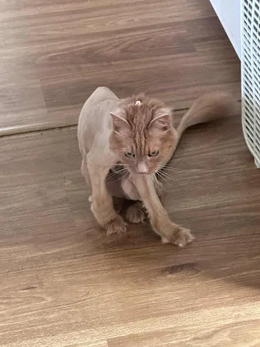 Pretty Pooch - Professional cat grooming in Saginaw, MI