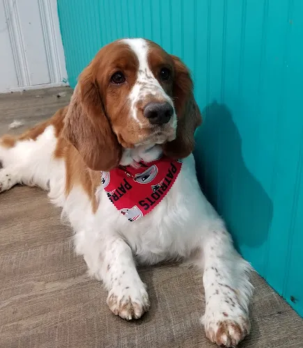 The Pooch Pawlor - Cat grooming in Swampscott