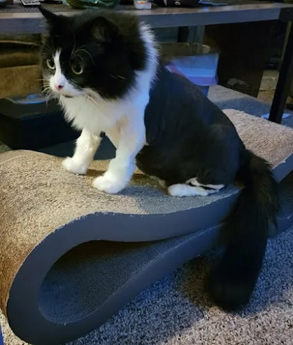 Groomingdales Pet Salon - Professional cat grooming in Virginia, MN