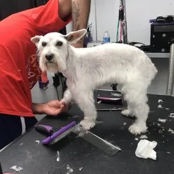 "Pampered Paws" - mobile pet grooming- San Diego ca 92120 - Cat grooming in San Diego