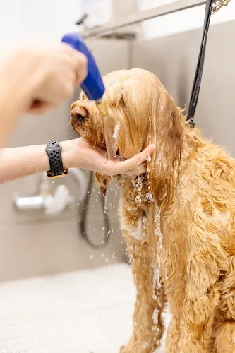 Sparkle Grooming Co. - Cat grooming in Scottsdale