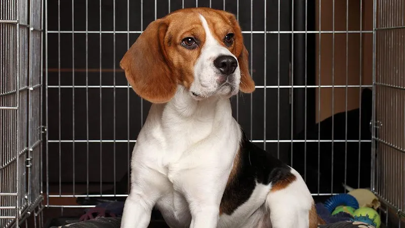 Eagle Hill Pet Care - Cat grooming in Westmoreland