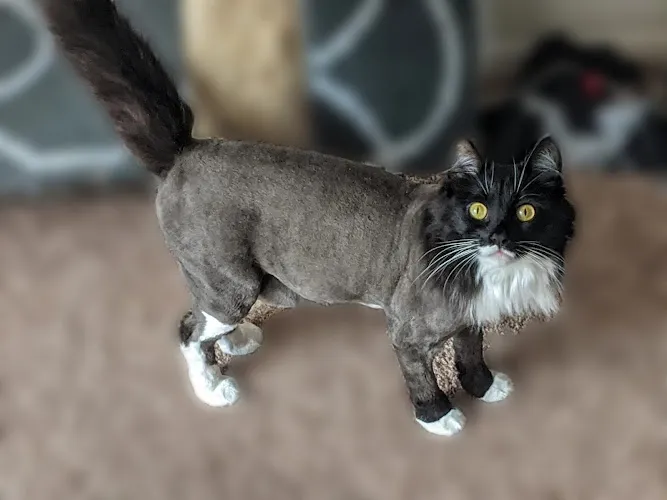 Jeannie's Grooming - Cat grooming in Gilbert