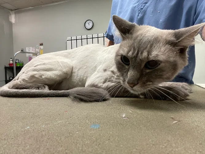 Washes and Wags Pet Grooming - Cat grooming in Summerville