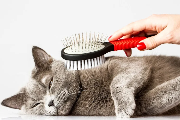 Super Dog Pet Grooming - Cat grooming in Morristown