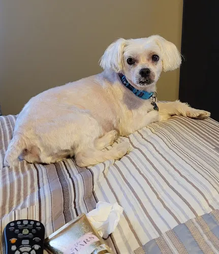 Pampered Paws Grooming Salon Inc. - Cat grooming in Kansas City