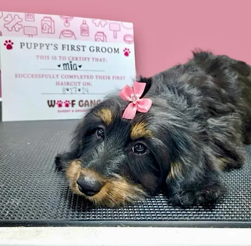 Woof Gang Bakery & Grooming South Tampa - Professional cat grooming in Tampa, FL