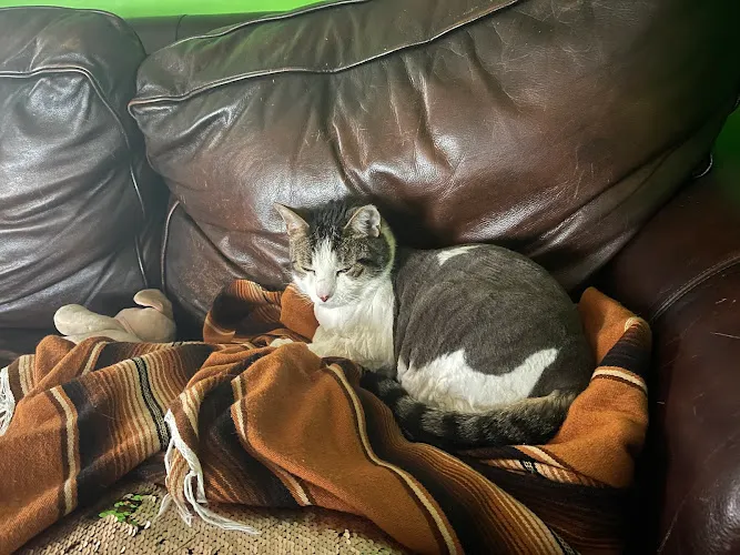 Bark Avenue Pet Salon - Cat grooming in Buffalo