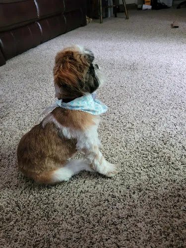 Mary's Pet Grooming - Cat grooming in Lawrenceburg