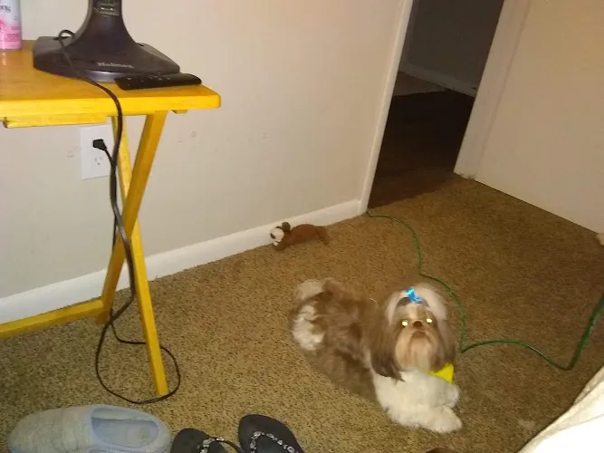 Yuppy Puppy Pet Spa & Boarding - Cat grooming in Rock Hill