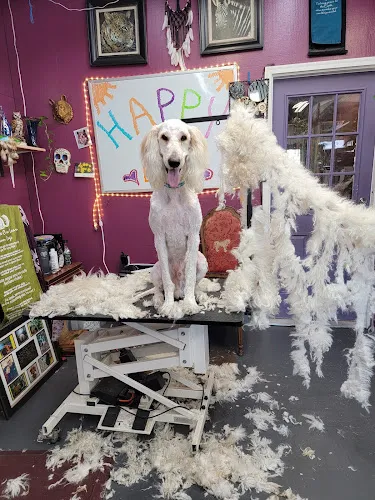 Lesha's Dog & Cat Grooming - Cat grooming in Tacoma