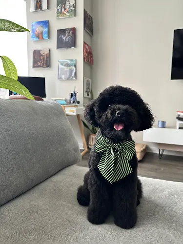 Duke's Grooming Studio - Cat grooming in Chicago