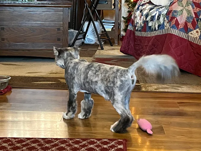 Grrs-N-Purrs Grooming - Cat grooming in Deer Park