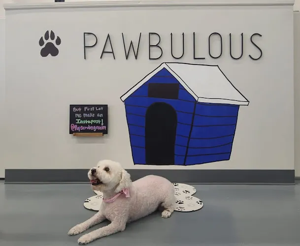 Pup Scrub & Groom - Professional cat grooming in Katy, TX