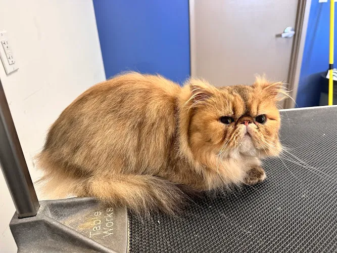 Pacific Paws Pet Salon at the Aina Haina Shopping Center - Cat grooming in Honolulu