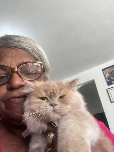 Rosa's Grooming SPA Corp - Cat grooming in Pompano Beach