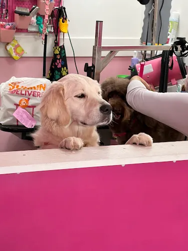Woof Gang Bakery & Grooming Sunset - Cat grooming in Miami