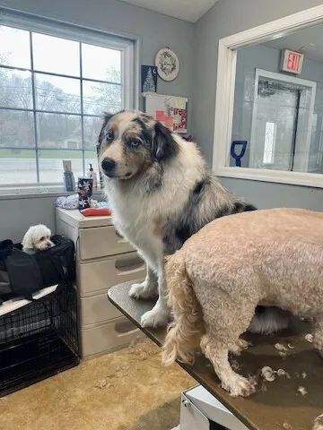 Clippity Do Dog - Professional cat grooming in Terre Haute, IN
