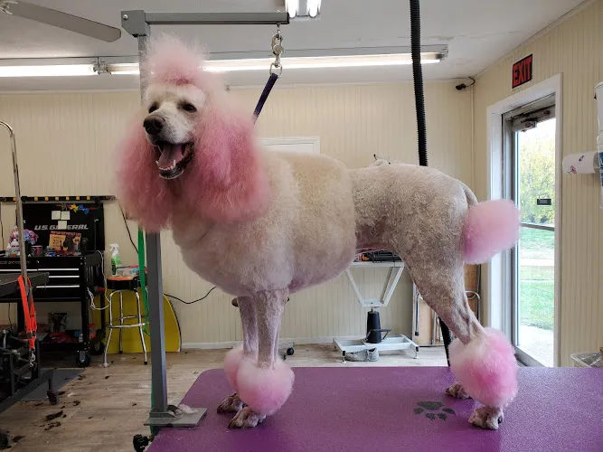 Precision Grooming - Cat grooming in Westwood