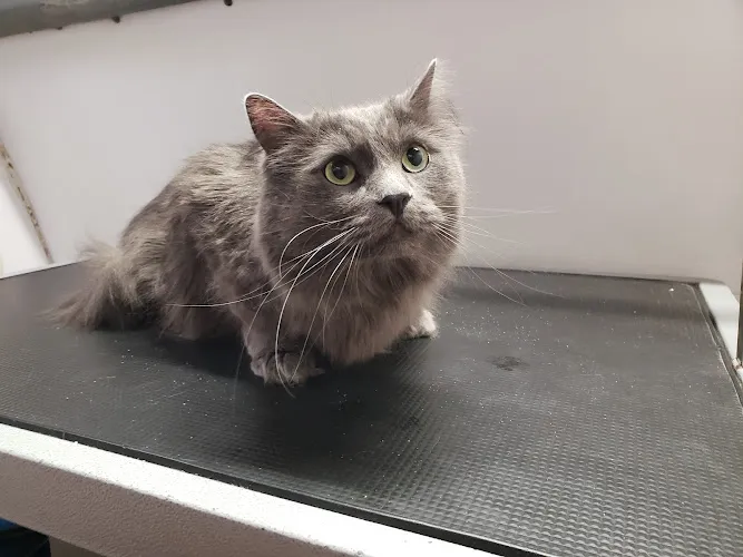 Mobile Pet Grooming - Cat grooming in Redlands
